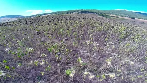Sunflower fields low flight Video stock 81695199