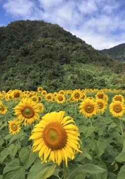 Sunflower fields with mountain background Stock Photos