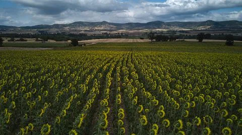 Sunflower fields in mountainous landscape with cloudy sky Stock Photos