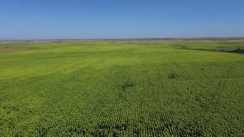 Sunflower Fields North Dakota Stock Footage 250276245
