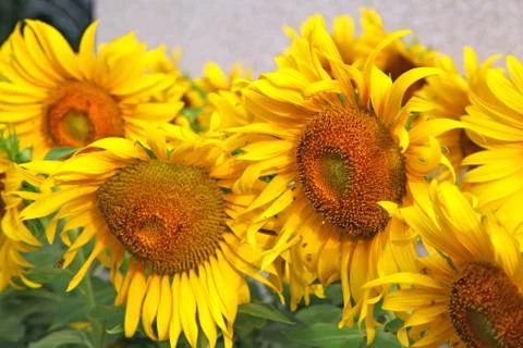 Sunflower fields Stock Photos