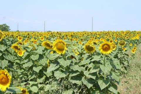 Sunflower fields Foto stock