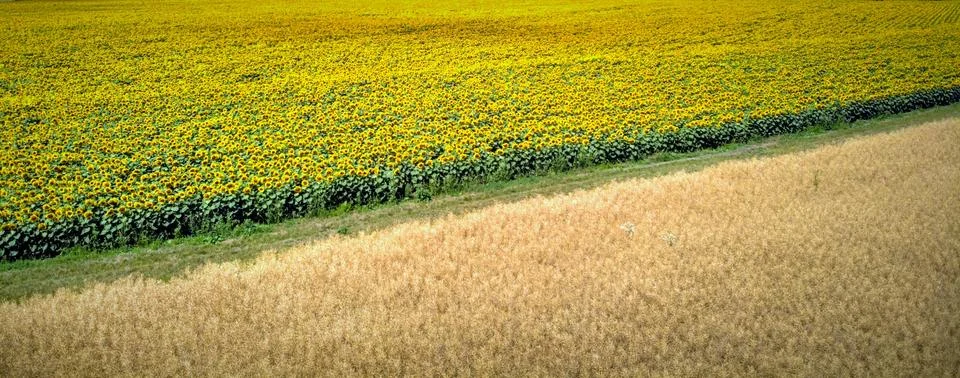 Sunflower fields Stock Photos