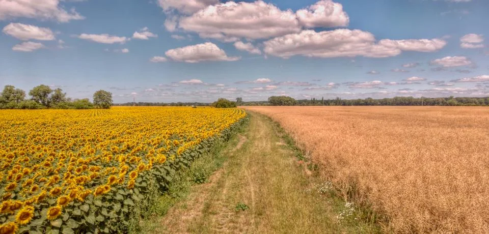 Sunflower fields Stock Photos