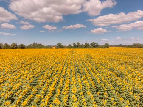 Sunflower fields Stock Photos
