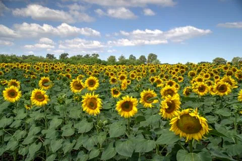 Sunflower fields Stock Photos