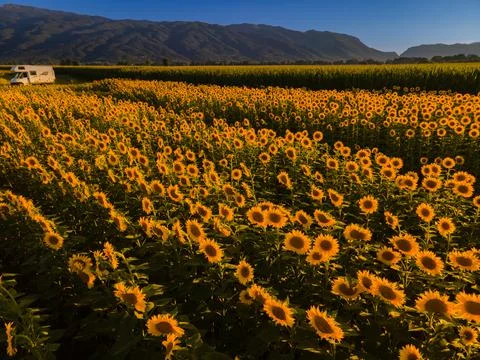 Sunflower fields Stock Photos
