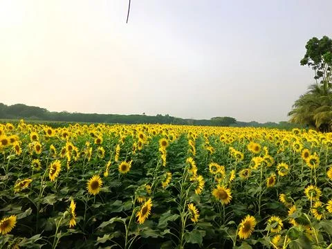 Sunflower-fields Stock Photos