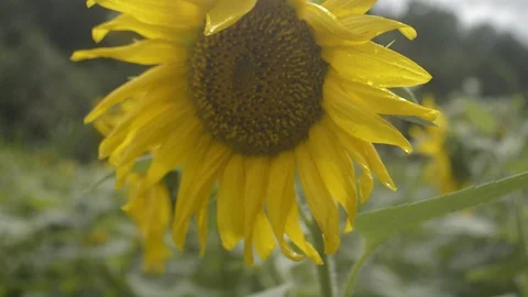 Sunflower fields, raw footage Stock Footage