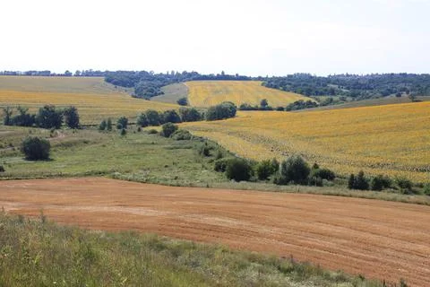 Sunflower Fields with Road and Tree Lines – Distant View Stock Photos
