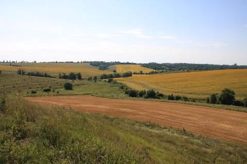Sunflower Fields with Road and Tree Lines Stock Photos