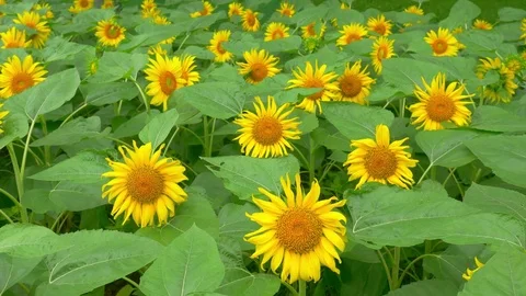 Sunflower fields in a row Stock Footage 77546128