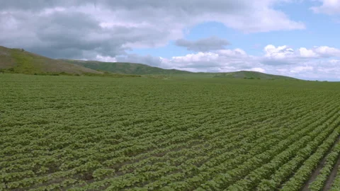 Sunflower fields on a summer day Stock Footage 245134979