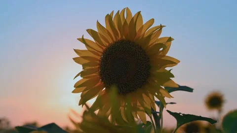 Sunflower fields at sunset. Beautiful yellow sunflower, rays of the setting sun Видео 196810085