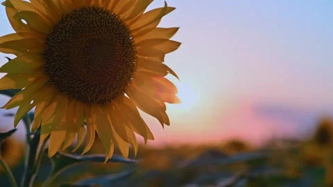 Sunflower fields at sunset. Beautiful yellow sunflower, rays of the setting sun Видео 196810099