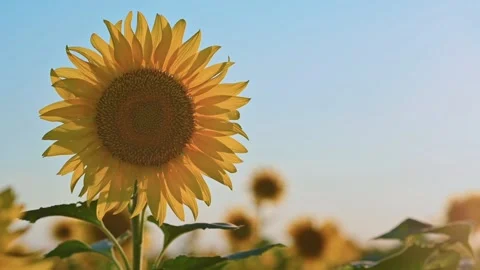 Sunflower fields at sunset. Beautiful yellow sunflower, rays of the setting sun Видео 196810146