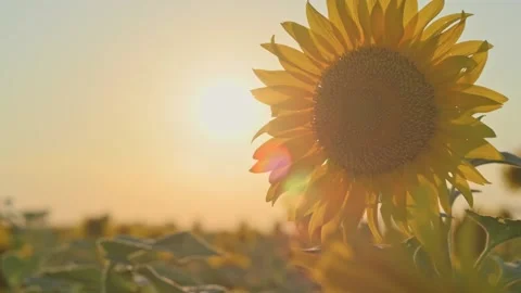 Sunflower fields at sunset. Beautiful yellow sunflower, rays of the setting sun Stock Footage 196811448
