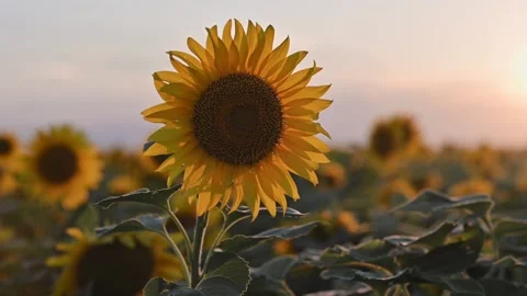 Sunflower fields at sunset. Beautiful yellow sunflower, rays of the setting sun Видео 196811462