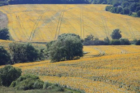 Sunflower Fields with Tractor Tracks and Green Valley Stock Photos