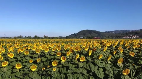 Sunflower fields in Tuscany Video stock 143835281