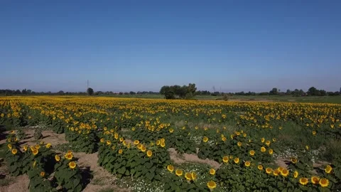 Sunflower fields in Tuscany Stockbeeldmateriaal 143835428