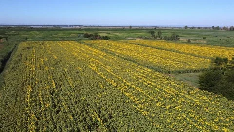Sunflower fields in Tuscany 動画素材 143835502