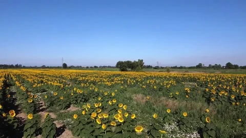 Sunflower fields in Tuscany 動画素材 143835537