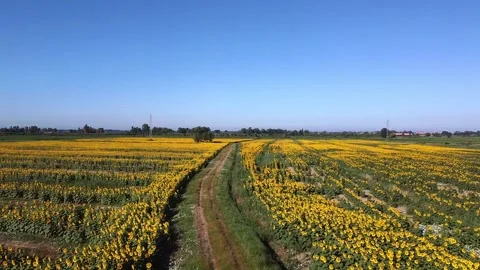 Sunflower fields in Tuscany Stockbeeldmateriaal 143835561