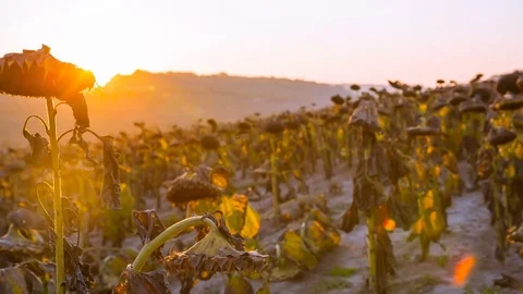 Sunflower fields in warm evening light. Sunflower fields during sunset. Dried Stock Footage 81615970
