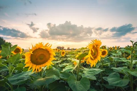 Sunflower fields in warm evening light with clouds in background. Stock Photos