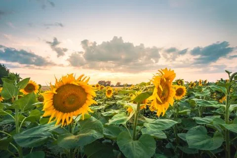 Sunflower fields in warm evening light with clouds in background. Stock Photos