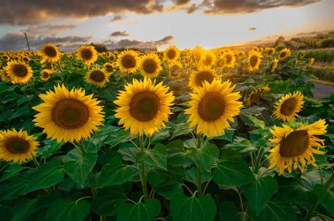 Sunflower fields in warm evening light, Charente, France Foto stock