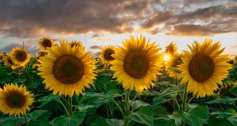 Sunflower fields in warm evening light, Charente, France Stock-Fotos