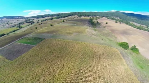 Sunflower fields1 Video stock 81695221