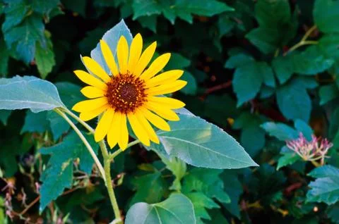 Sunflower Fighting  For Sunlight Stock-Fotos