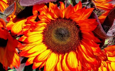 Sunflower on Fire 스톡 사진