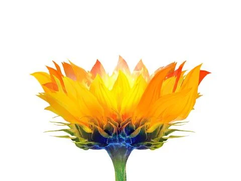 Sunflower-flame Stock Photos