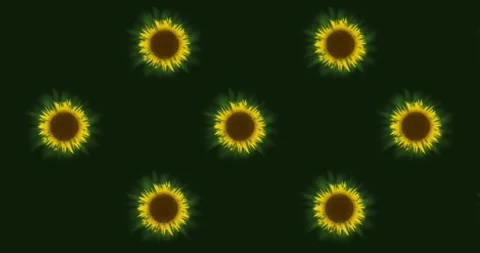 Sunflower Floral Pattern on Green Background Stock Footage 313685114