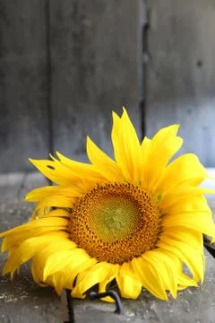 Sunflower - flower background Stock Photos
