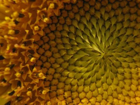 Sunflower flower, background, wallpaper Stock Photos