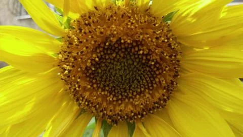 Sunflower flower, background, wallpaper Stock Photos