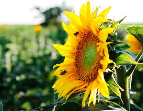Sunflower flower with bees Stock Photos