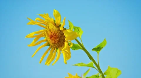 Sunflower flower on a blue background Stock Footage 40975755