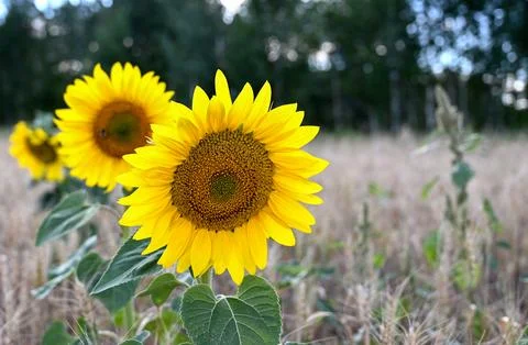 Sunflower flower close-up on the field. Spring-summer concept. Stock Photos