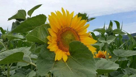Sunflower flower on the field Stock Footage 91384662