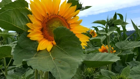 Sunflower flower on the field 動画素材 91384935