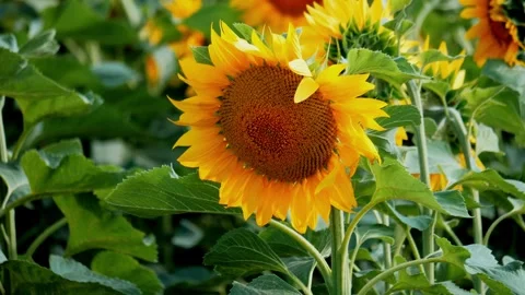 Sunflower flower in the field Stock Footage 341800423