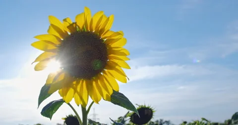 Sunflower flower. Stock Footage 141148655