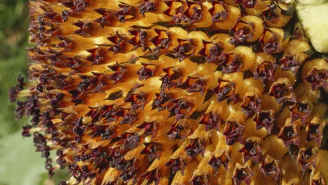 Sunflower flower head with tiny insects living on it macro close up stock f.. Stockbeeldmateriaal 342729518