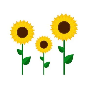 Sunflower flower isolated, vector illustration isolated Stock Illustration